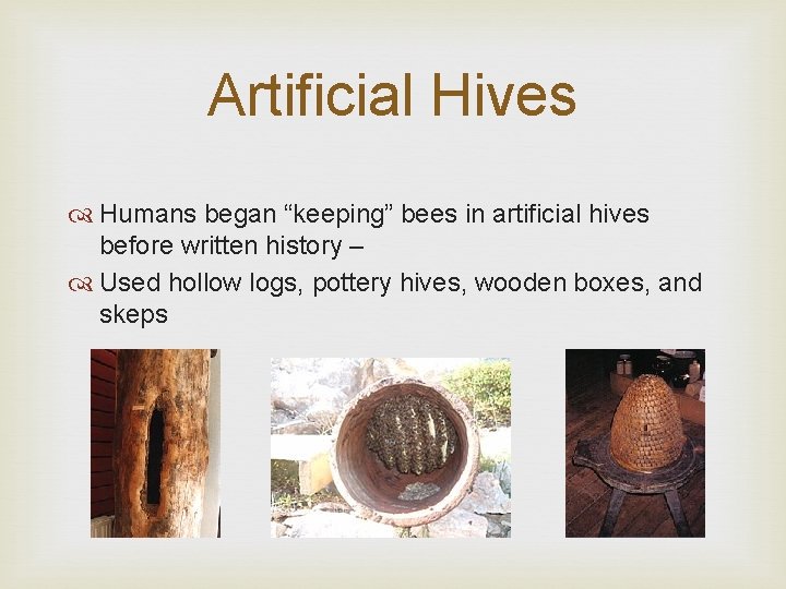 Artificial Hives Humans began “keeping” bees in artificial hives before written history – Used