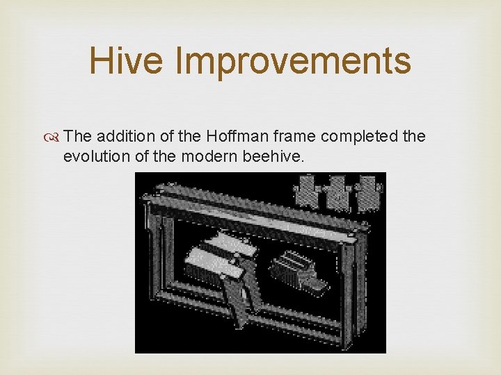 Hive Improvements The addition of the Hoffman frame completed the evolution of the modern