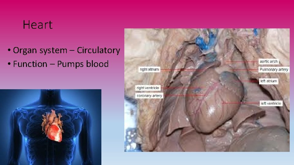 Heart • Organ system – Circulatory • Function – Pumps blood 