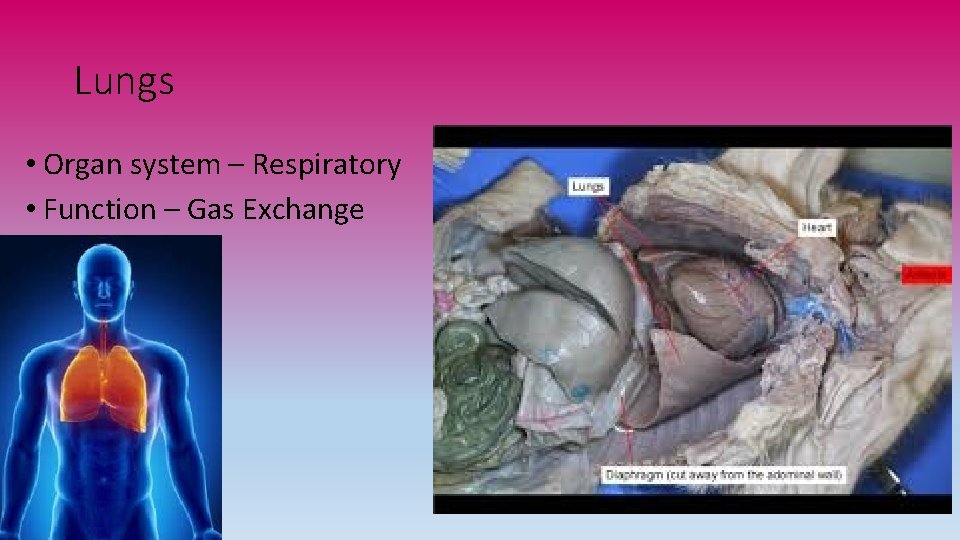 Lungs • Organ system – Respiratory • Function – Gas Exchange 