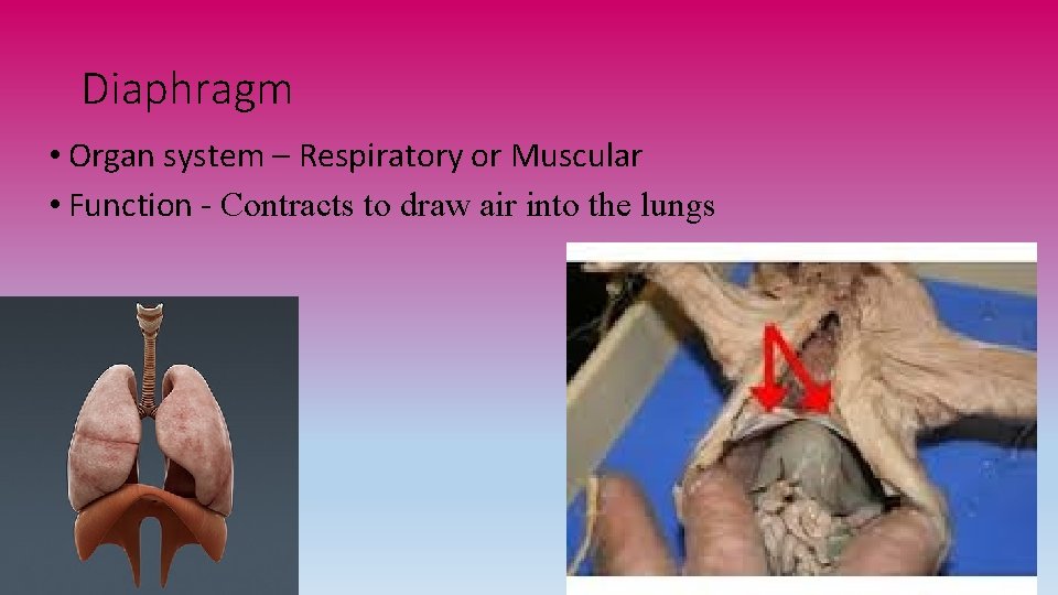 Diaphragm • Organ system – Respiratory or Muscular • Function - Contracts to draw