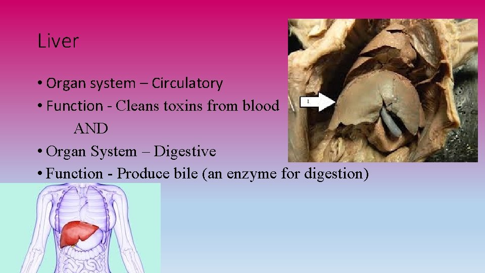 Liver • Organ system – Circulatory • Function - Cleans toxins from blood AND
