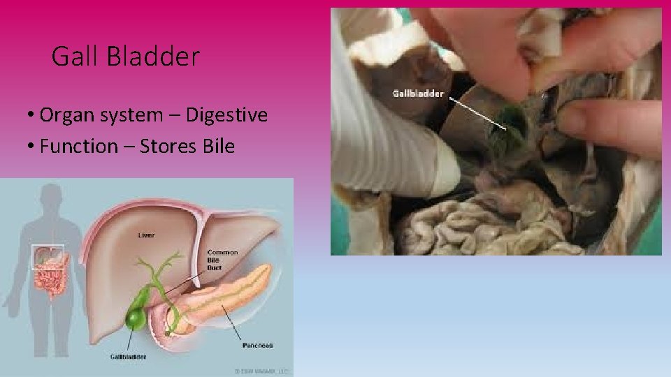 Gall Bladder • Organ system – Digestive • Function – Stores Bile 