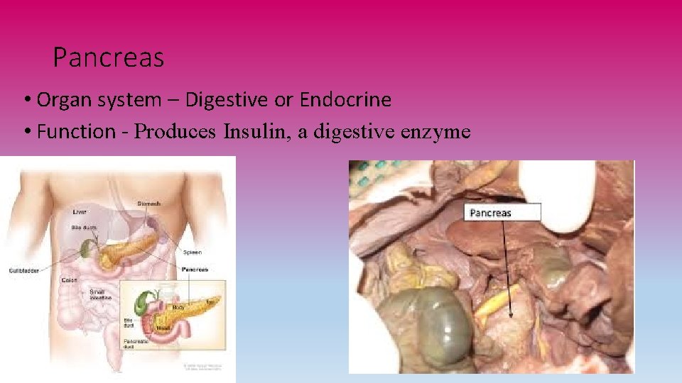 Pancreas • Organ system – Digestive or Endocrine • Function - Produces Insulin, a