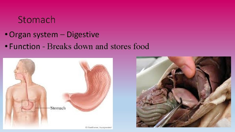 Stomach • Organ system – Digestive • Function - Breaks down and stores food