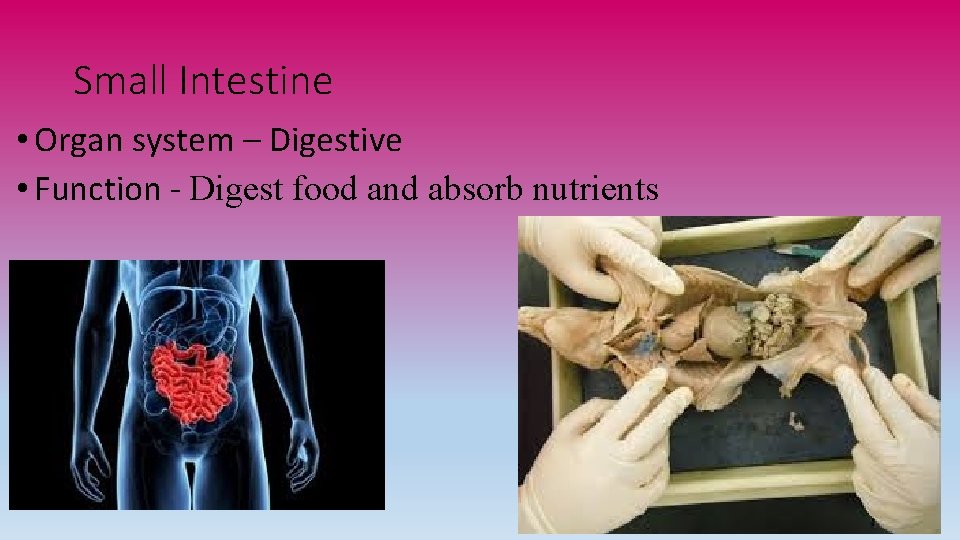 Small Intestine • Organ system – Digestive • Function - Digest food and absorb