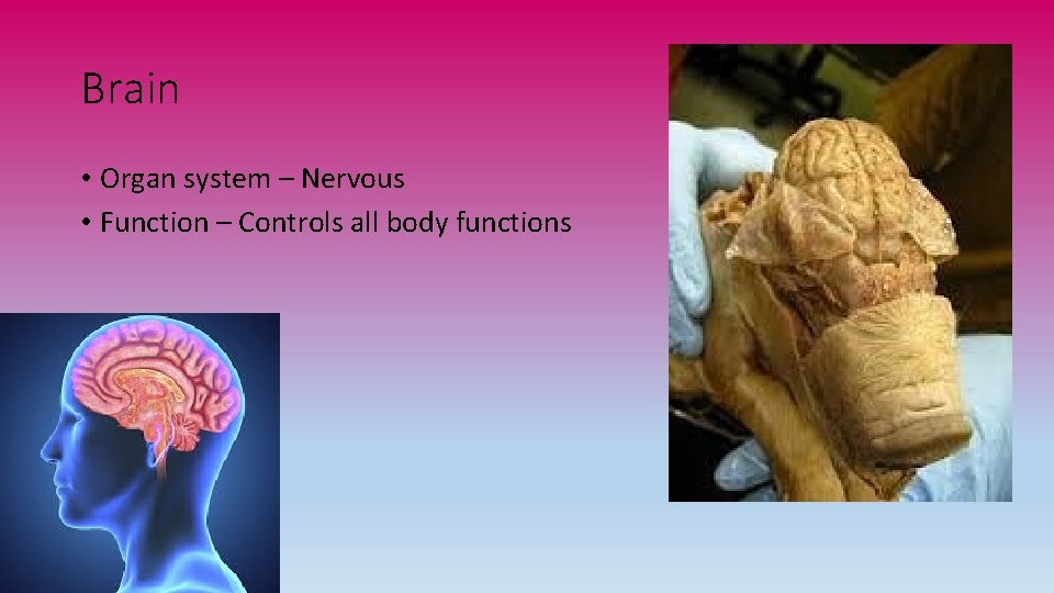 Brain • Organ system – Nervous • Function – Controls all body functions 