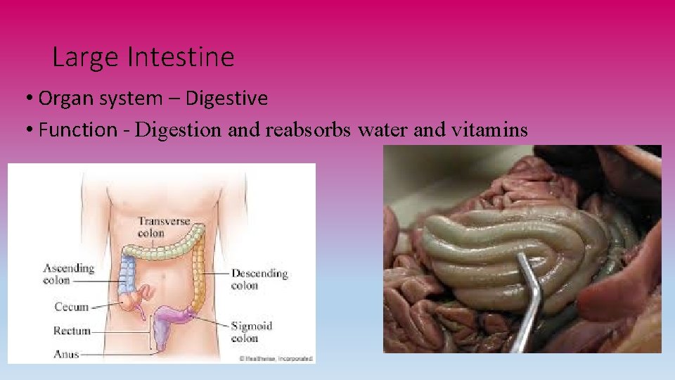 Large Intestine • Organ system – Digestive • Function - Digestion and reabsorbs water