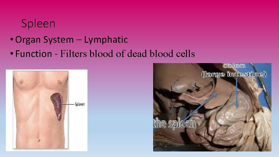 Spleen • Organ System – Lymphatic • Function - Filters blood of dead blood