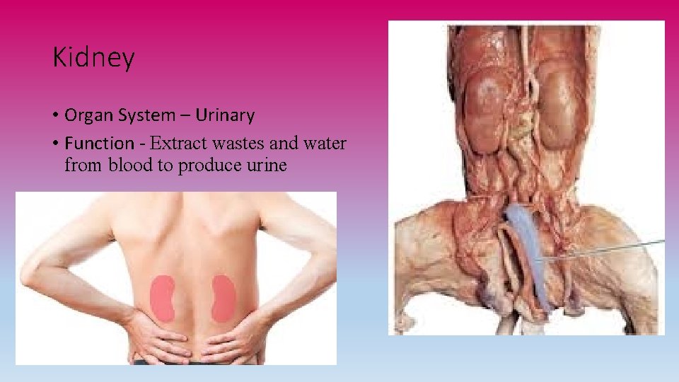 Kidney • Organ System – Urinary • Function - Extract wastes and water from