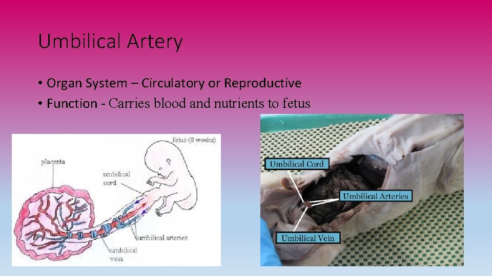 Umbilical Artery • Organ System – Circulatory or Reproductive • Function - Carries blood