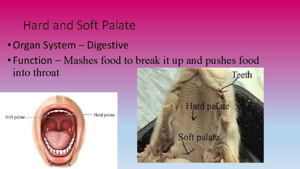 Hard and Soft Palate • Organ System – Digestive • Function – Mashes food