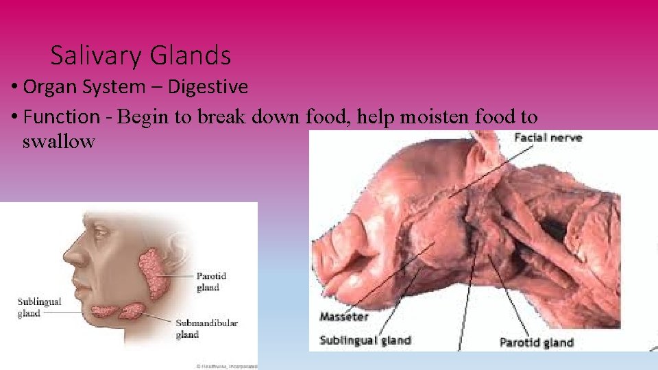 Salivary Glands • Organ System – Digestive • Function - Begin to break down