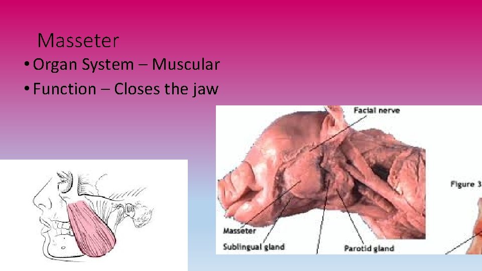 Masseter • Organ System – Muscular • Function – Closes the jaw 
