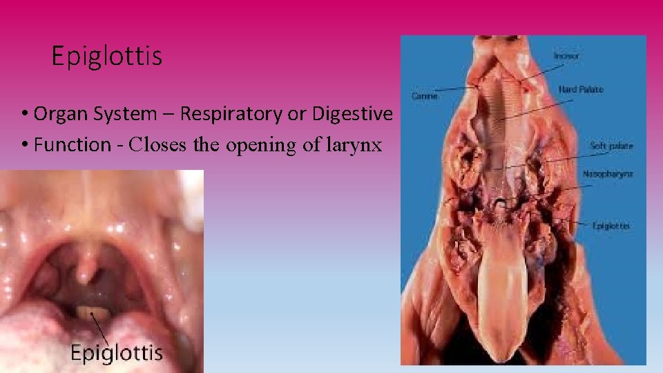 Epiglottis • Organ System – Respiratory or Digestive • Function - Closes the opening