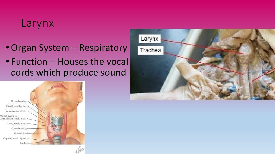 Larynx • Organ System – Respiratory • Function – Houses the vocal cords which