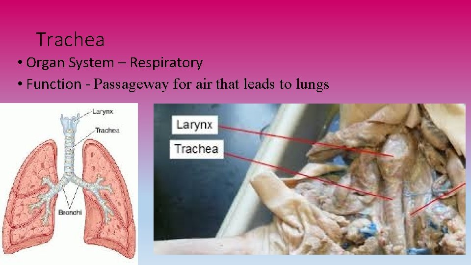 Trachea • Organ System – Respiratory • Function - Passageway for air that leads