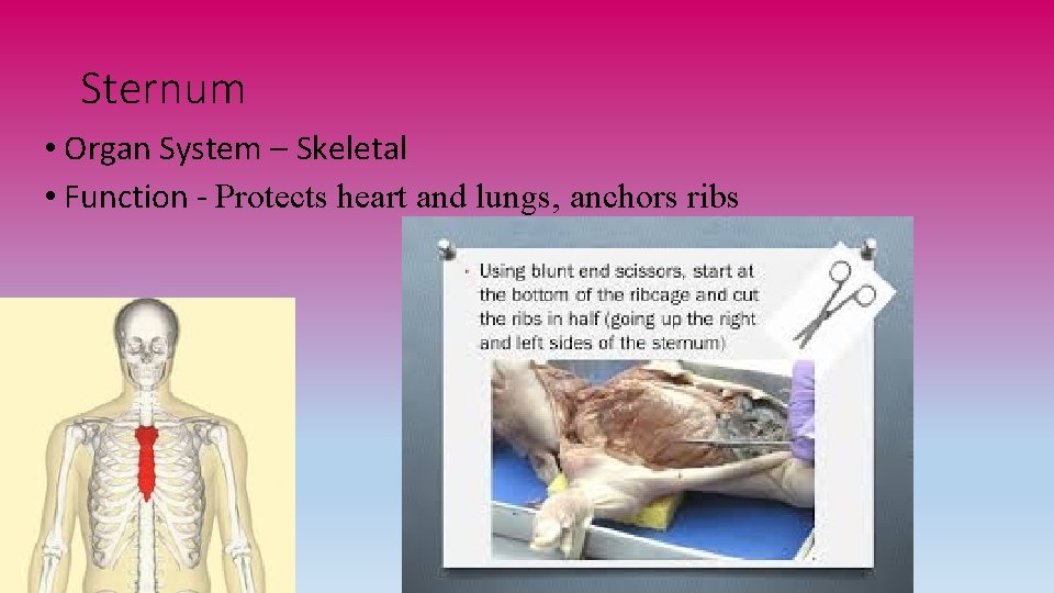 Sternum • Organ System – Skeletal • Function - Protects heart and lungs, anchors