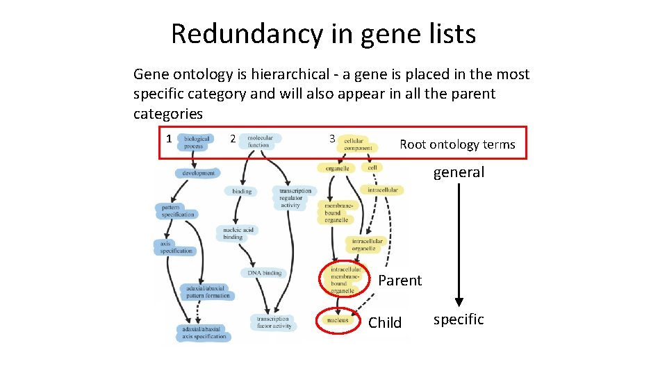 Redundancy in gene lists Gene ontology is hierarchical - a gene is placed in