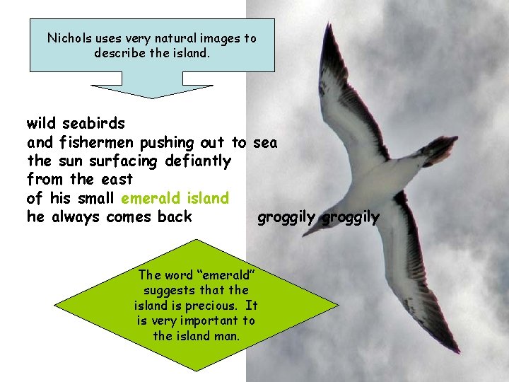 Nichols uses very natural images to describe the island. wild seabirds and fishermen pushing