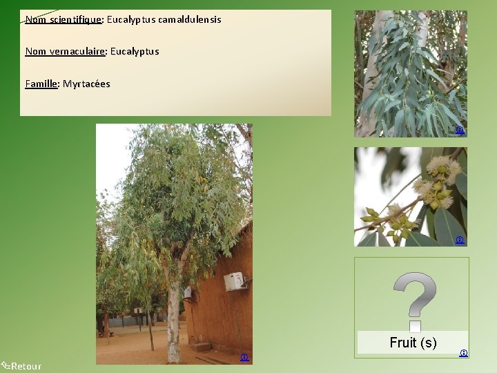 Nom scientifique: Eucalyptus camaldulensis Nom vernaculaire: Eucalyptus Famille: Myrtacées Retour Fruit (s) 