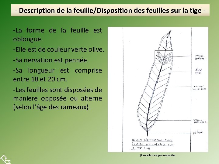  - Description de la feuille/Disposition des feuilles sur la tige -La forme de