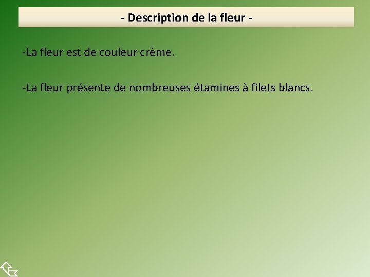  - Description de la fleur -La fleur est de couleur crème. -La fleur