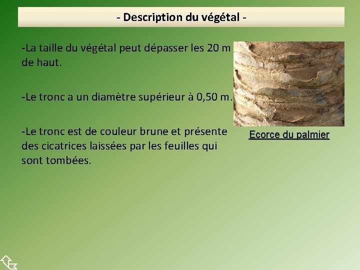  - Description du végétal -La taille du végétal peut dépasser les 20 m