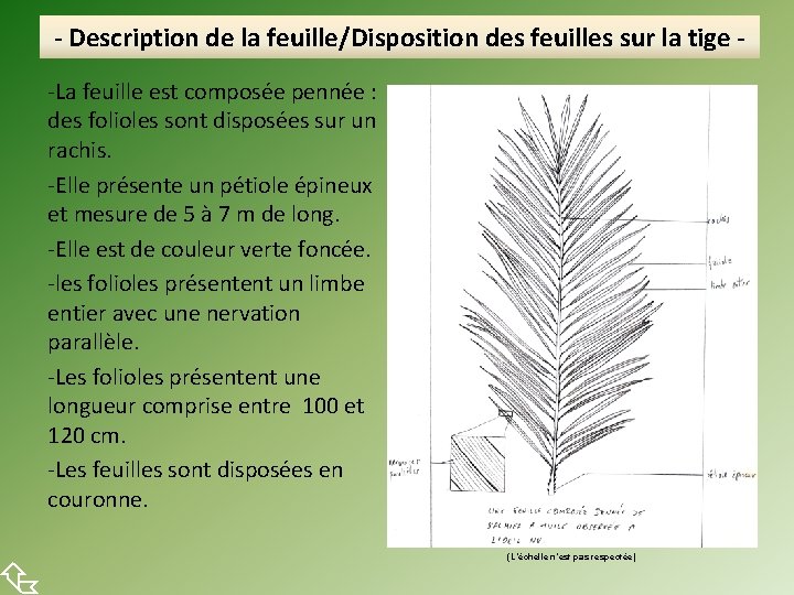  - Description de la feuille/Disposition des feuilles sur la tige -La feuille est
