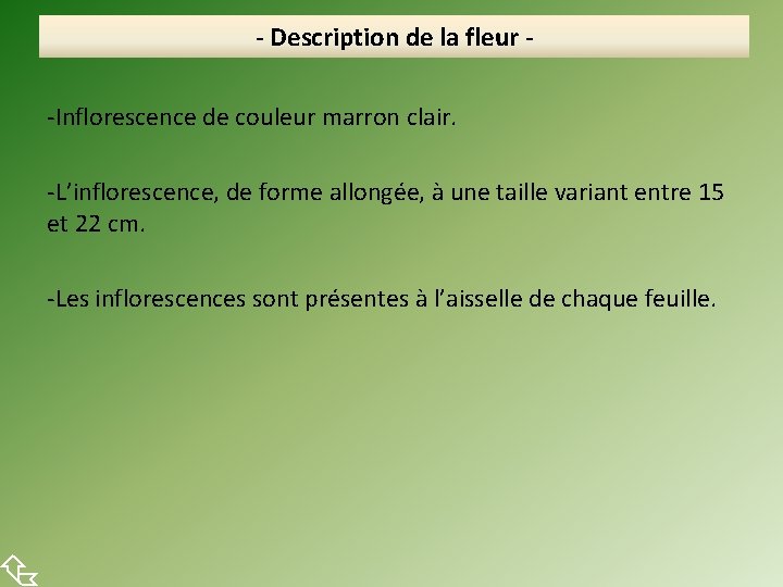  - Description de la fleur -Inflorescence de couleur marron clair. -L’inflorescence, de forme