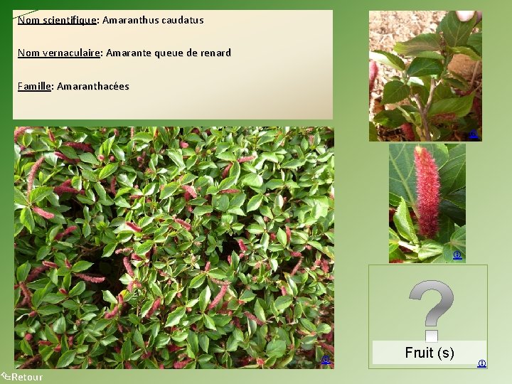 Nom scientifique: Amaranthus caudatus Nom vernaculaire: Amarante queue de renard Famille: Amaranthacées Retour Fruit