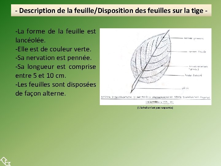  - Description de la feuille/Disposition des feuilles sur la tige -La forme de