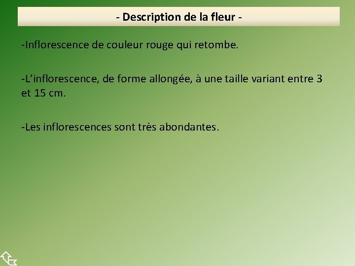  - Description de la fleur -Inflorescence de couleur rouge qui retombe. -L’inflorescence, de