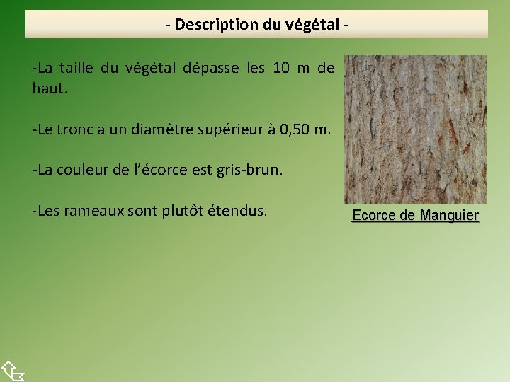  - Description du végétal -La taille du végétal dépasse les 10 m de