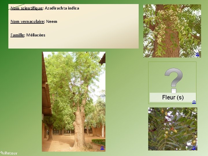 Nom scientifique: Azadirachta indica Nom vernaculaire: Neem Famille: Méliacées Retour Fleur (s) 