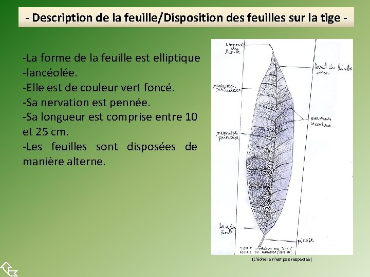  - Description de la feuille/Disposition des feuilles sur la tige -La forme de