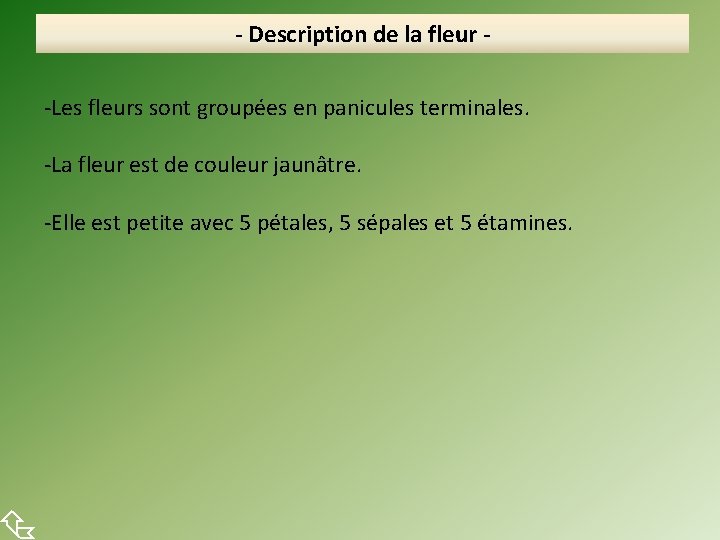  - Description de la fleur -Les fleurs sont groupées en panicules terminales. -La