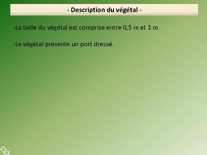  - Description du végétal -La taille du végétal est comprise entre 0, 5