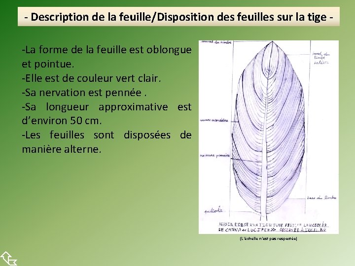  - Description de la feuille/Disposition des feuilles sur la tige -La forme de