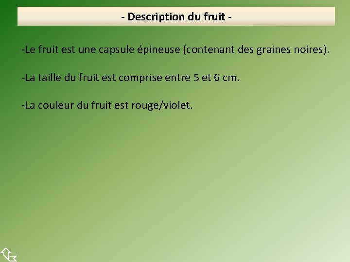  - Description du fruit -Le fruit est une capsule épineuse (contenant des graines