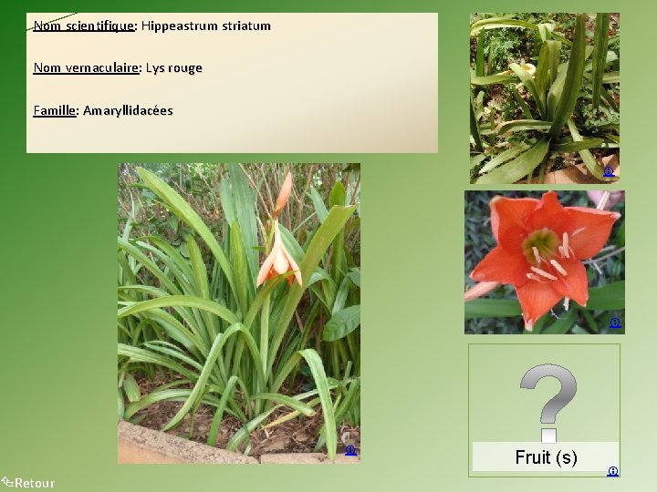 Nom scientifique: Hippeastrum striatum Nom vernaculaire: Lys rouge Famille: Amaryllidacées Retour Fruit (s) 