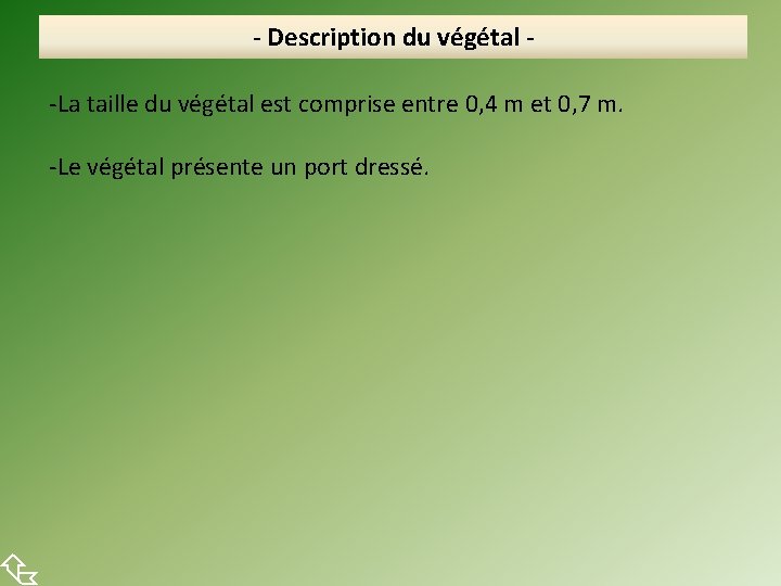  - Description du végétal -La taille du végétal est comprise entre 0, 4