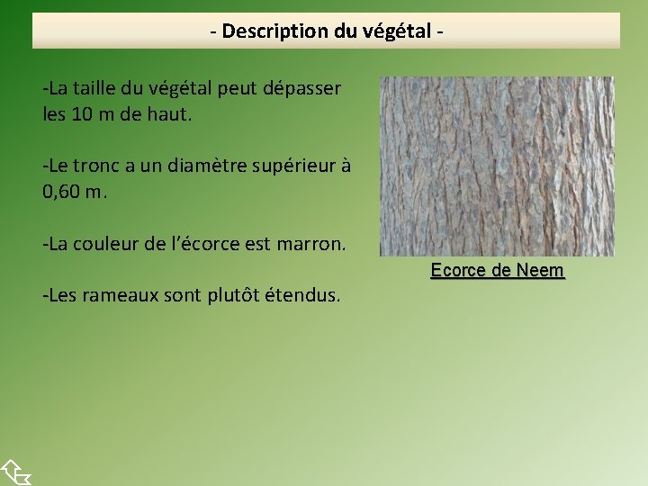  - Description du végétal -La taille du végétal peut dépasser les 10 m