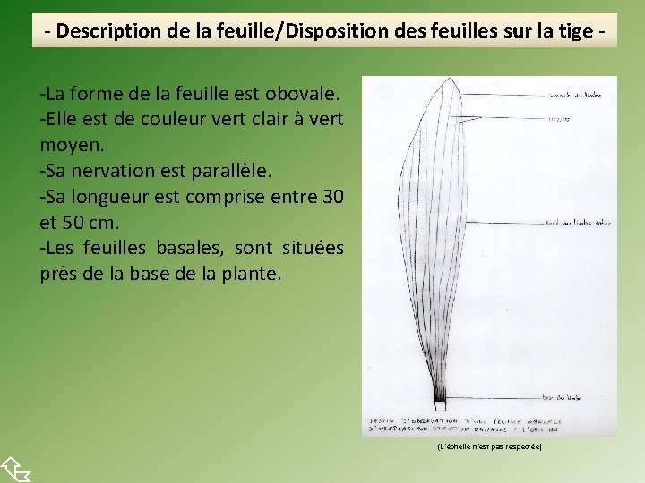  - Description de la feuille/Disposition des feuilles sur la tige -La forme de