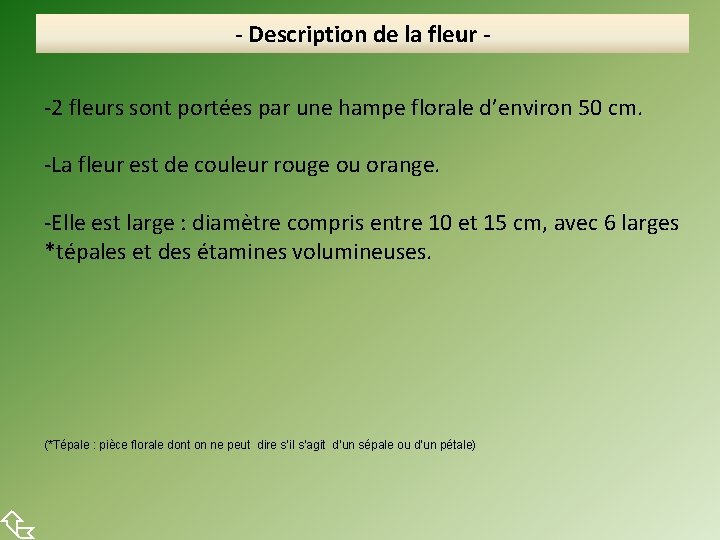  - Description de la fleur -2 fleurs sont portées par une hampe florale