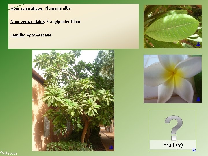 Nom scientifique: Plumeria alba Nom vernaculaire: Frangipanier blanc Famille: Apocynaceae Retour Fruit (s) 
