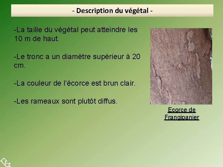  - Description du végétal -La taille du végétal peut atteindre les 10 m