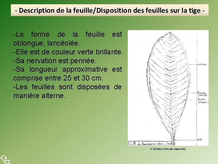  - Description de la feuille/Disposition des feuilles sur la tige -La forme de