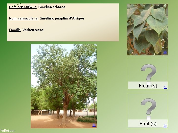 Nom scientifique: Gmélina arborea Nom vernaculaire: Gmélina, peuplier d’Afrique Famille: Verbenaceae Retour Fleur (s)