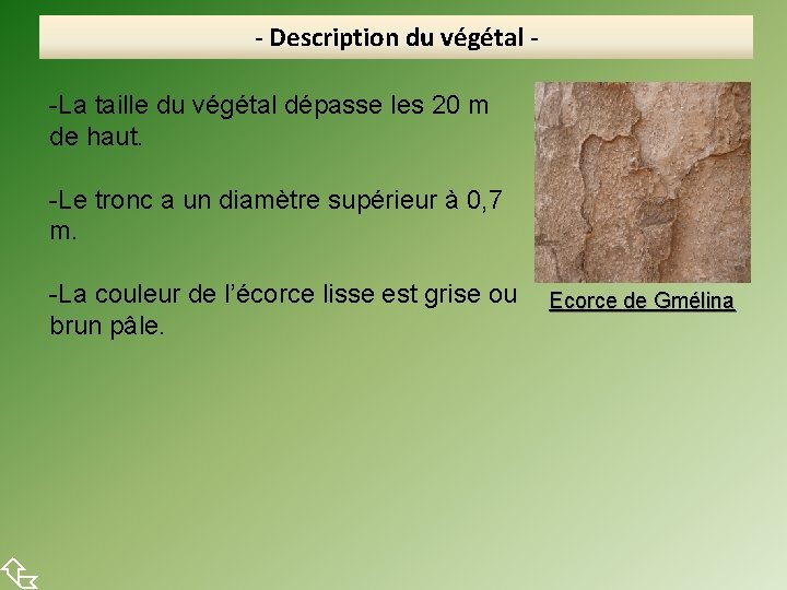  - Description du végétal -La taille du végétal dépasse les 20 m de